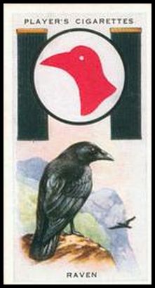 17 Raven